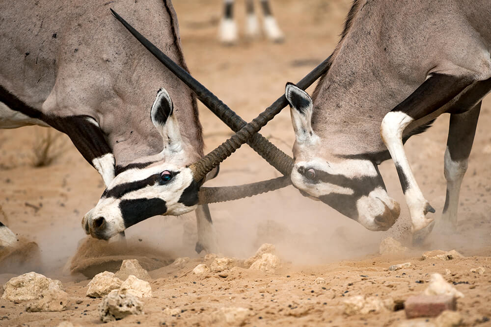 Zwei männliche Oryxantilopen schließen die Hörner