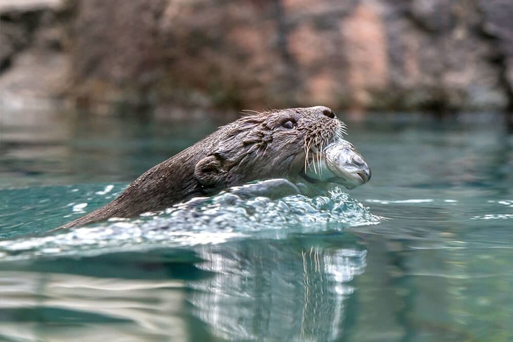 African spot-necked otter with a fish in its mouth