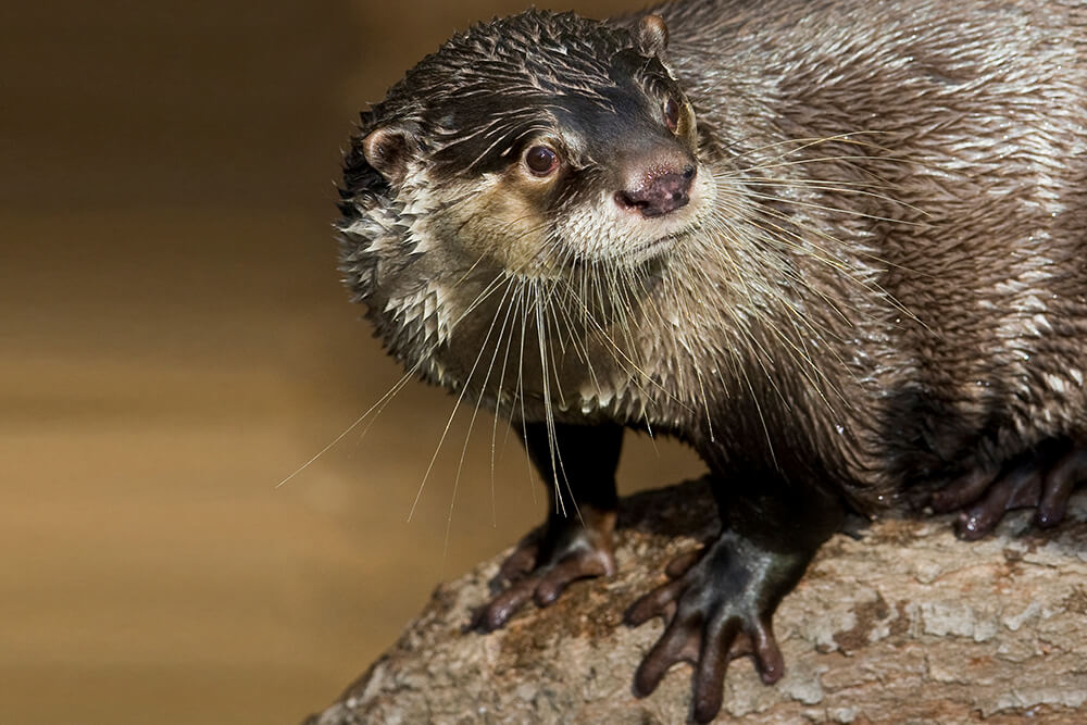 Otter San Diego Zoo Animals Plants   Otter Webbed Feet 