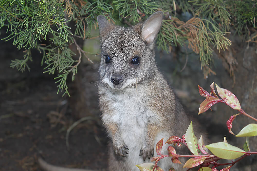 Parma wallaby at the San Diego Zoo.