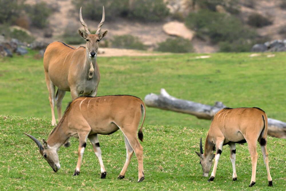 Patterson eland male looking at the camera with two females in front of him.