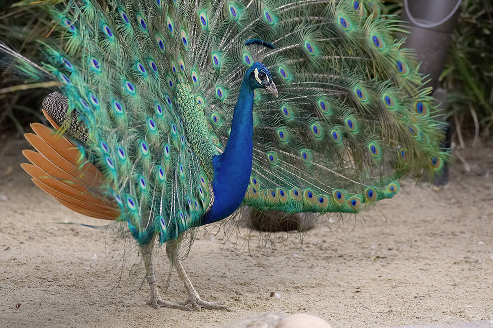 20 Loose Peacock Plumage Feathers