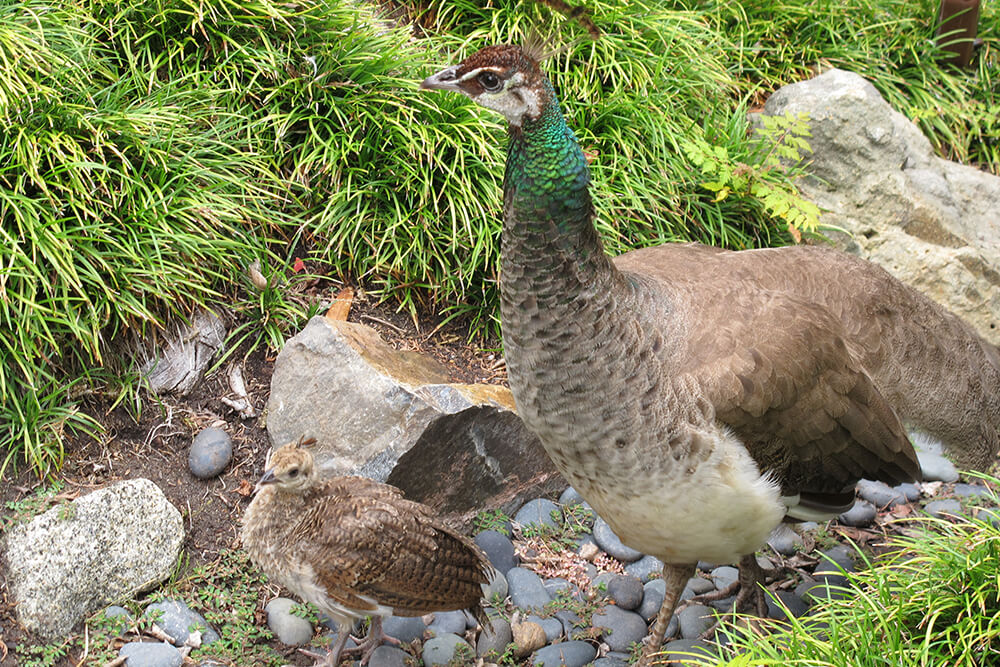Peahen and chick walking across gray river stones.