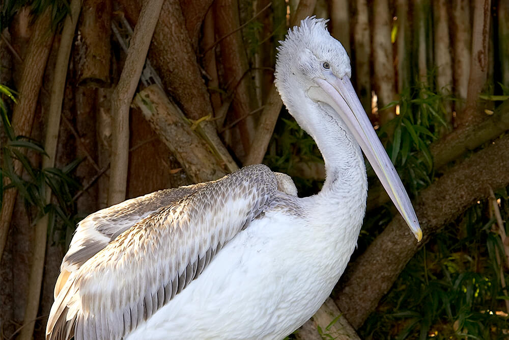 American white pelican