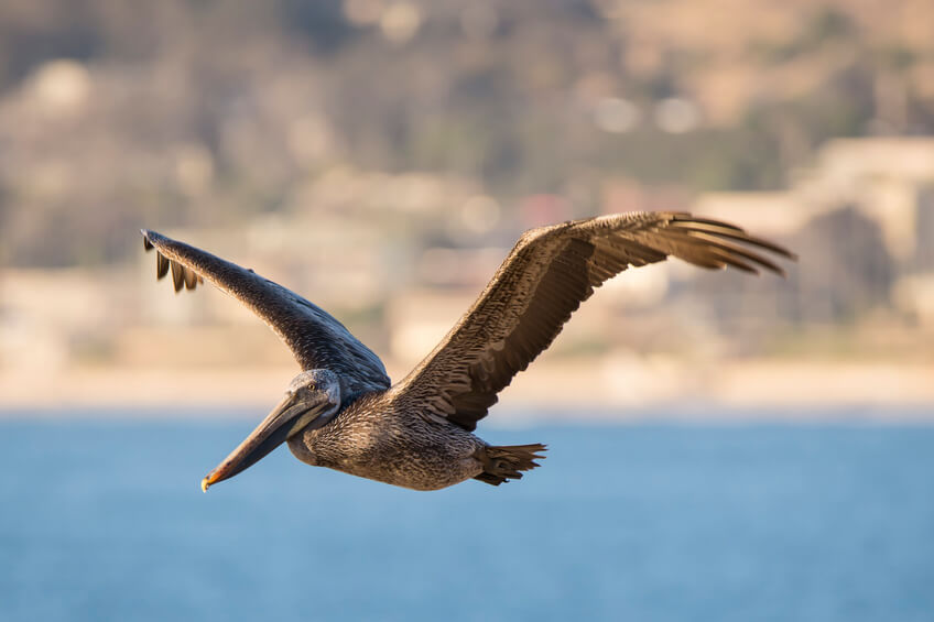 Brown pelican