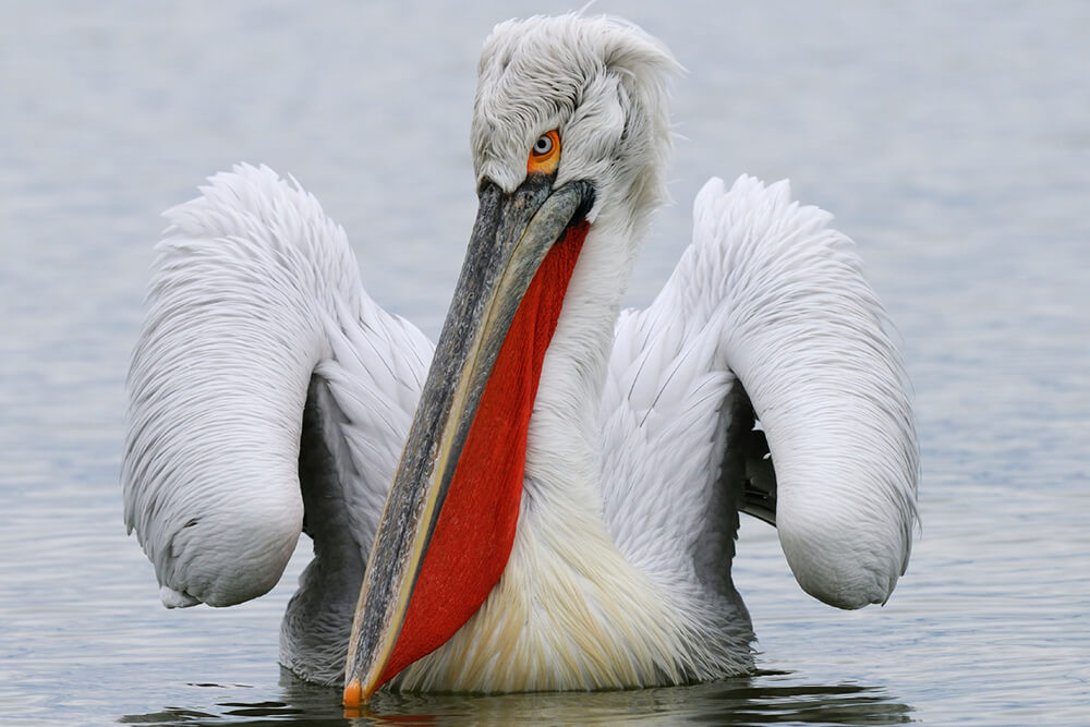 Dalmatian pelican