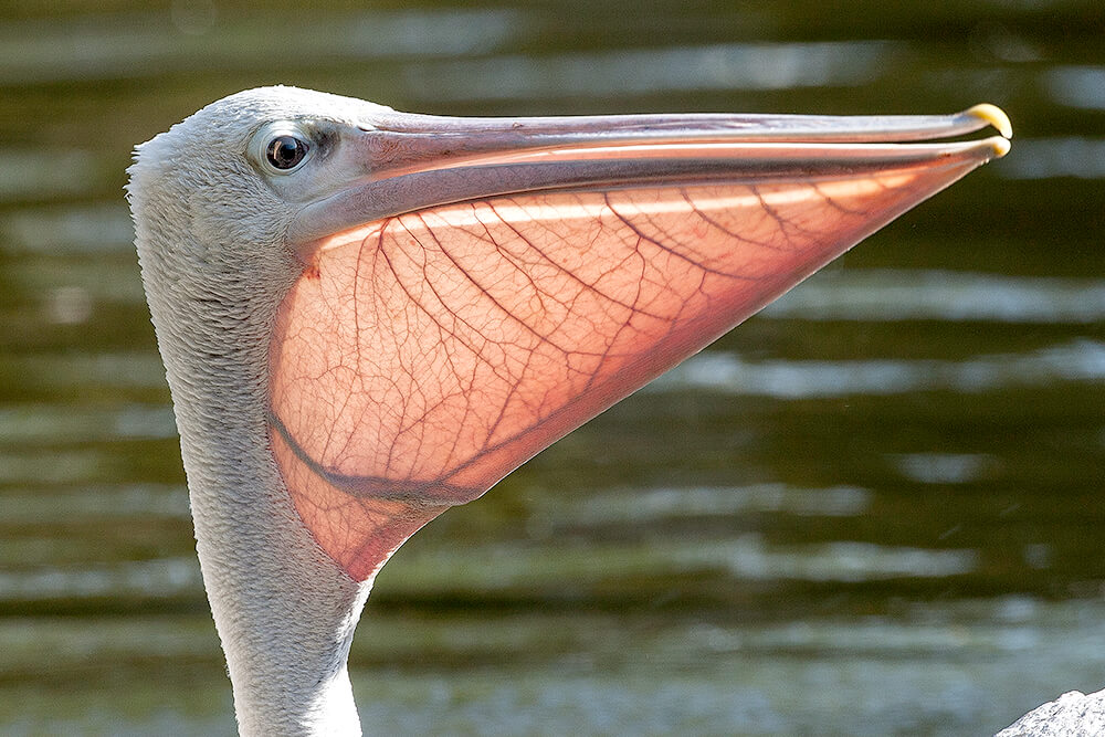 Pink-backed pelican.
