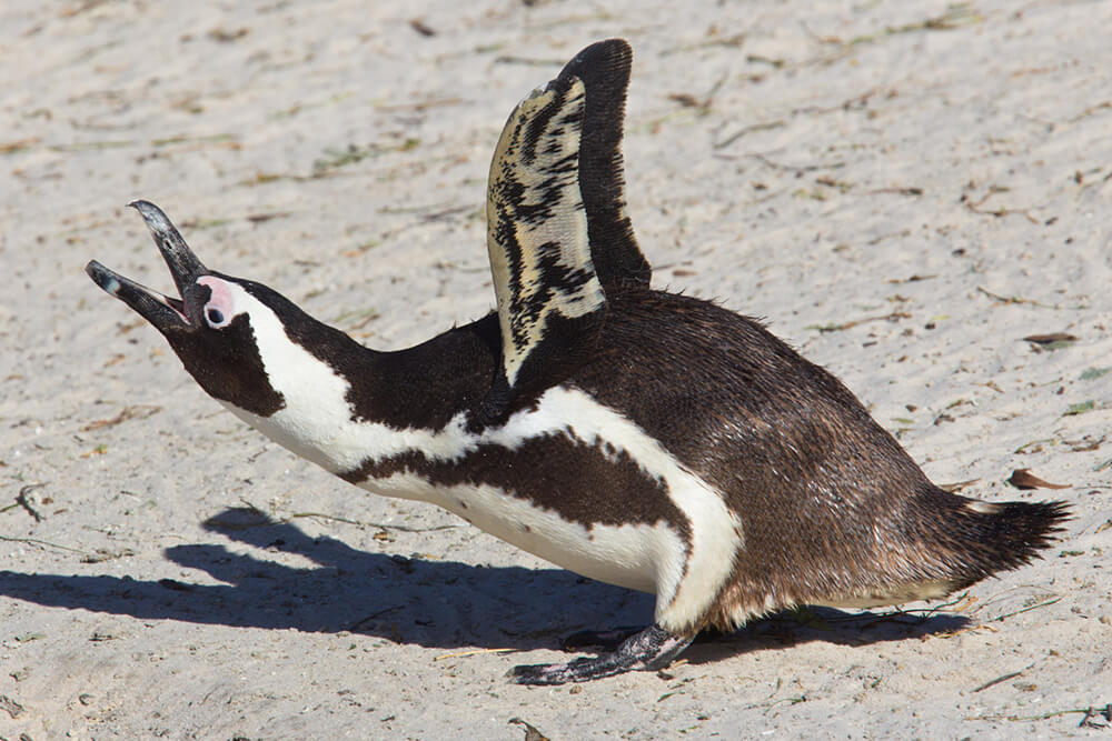 African penguin crouching down and braying.