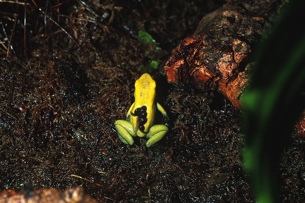Five little black-legged Poison frog tadpoles hitch a ride on their parent's back.