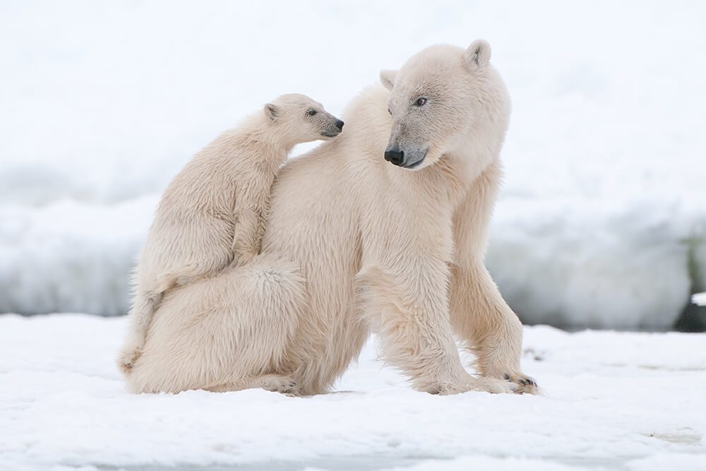 A mother polar bear and young cub.