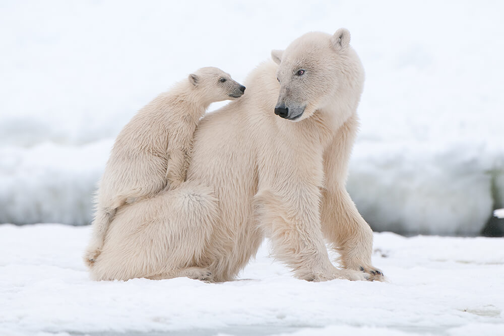 Polar Bear Porn - I Mean Actual Bears Bear Porn | Sex Pictures Pass