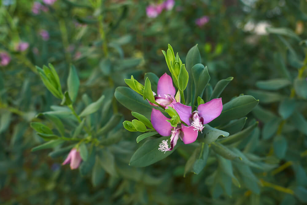 poly gala myrtifolia