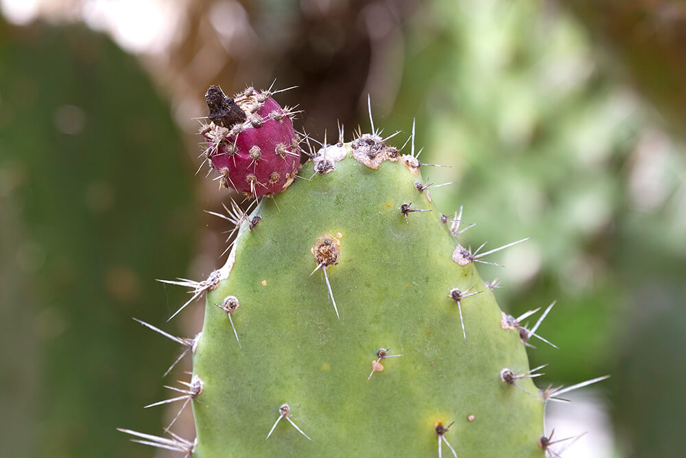 Prickly pear fruit