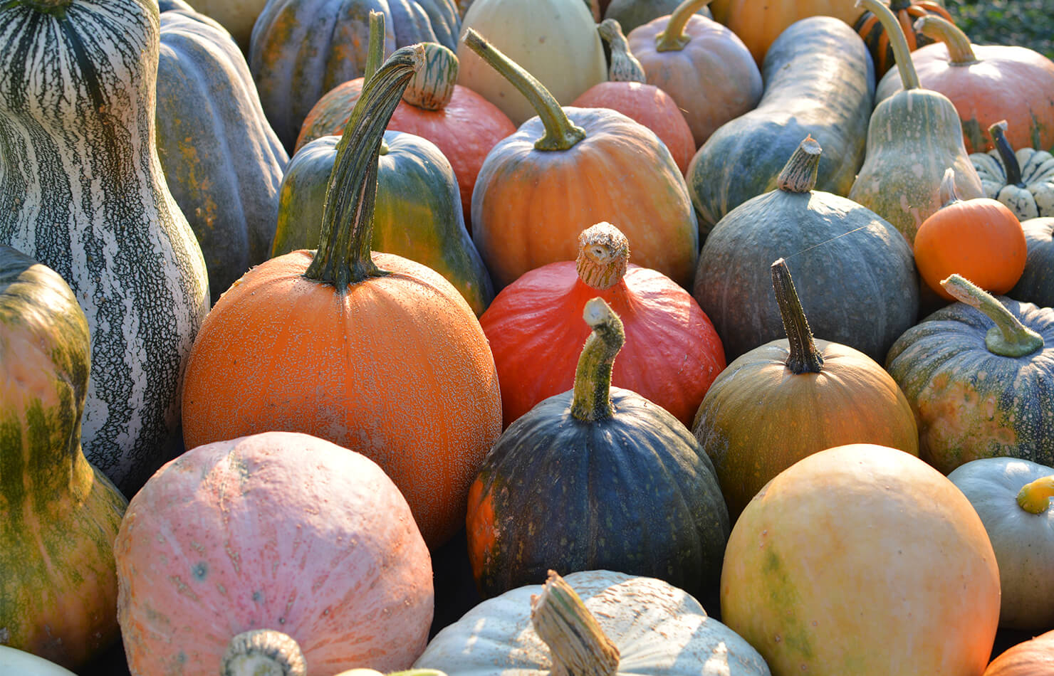 Pumpkins of different sizes and colors.