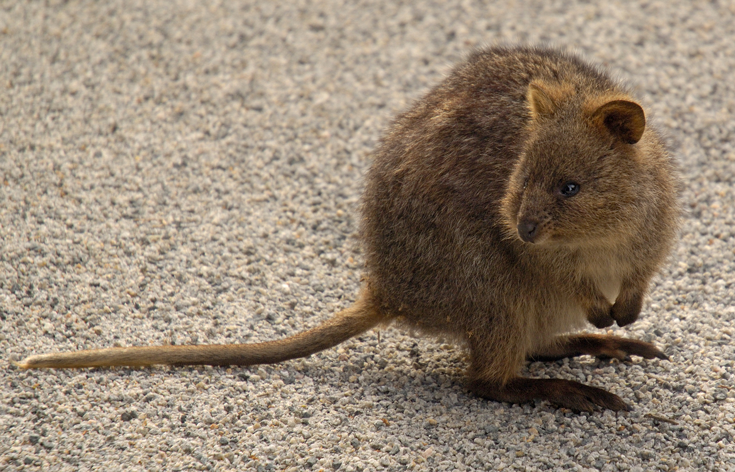 Quokka