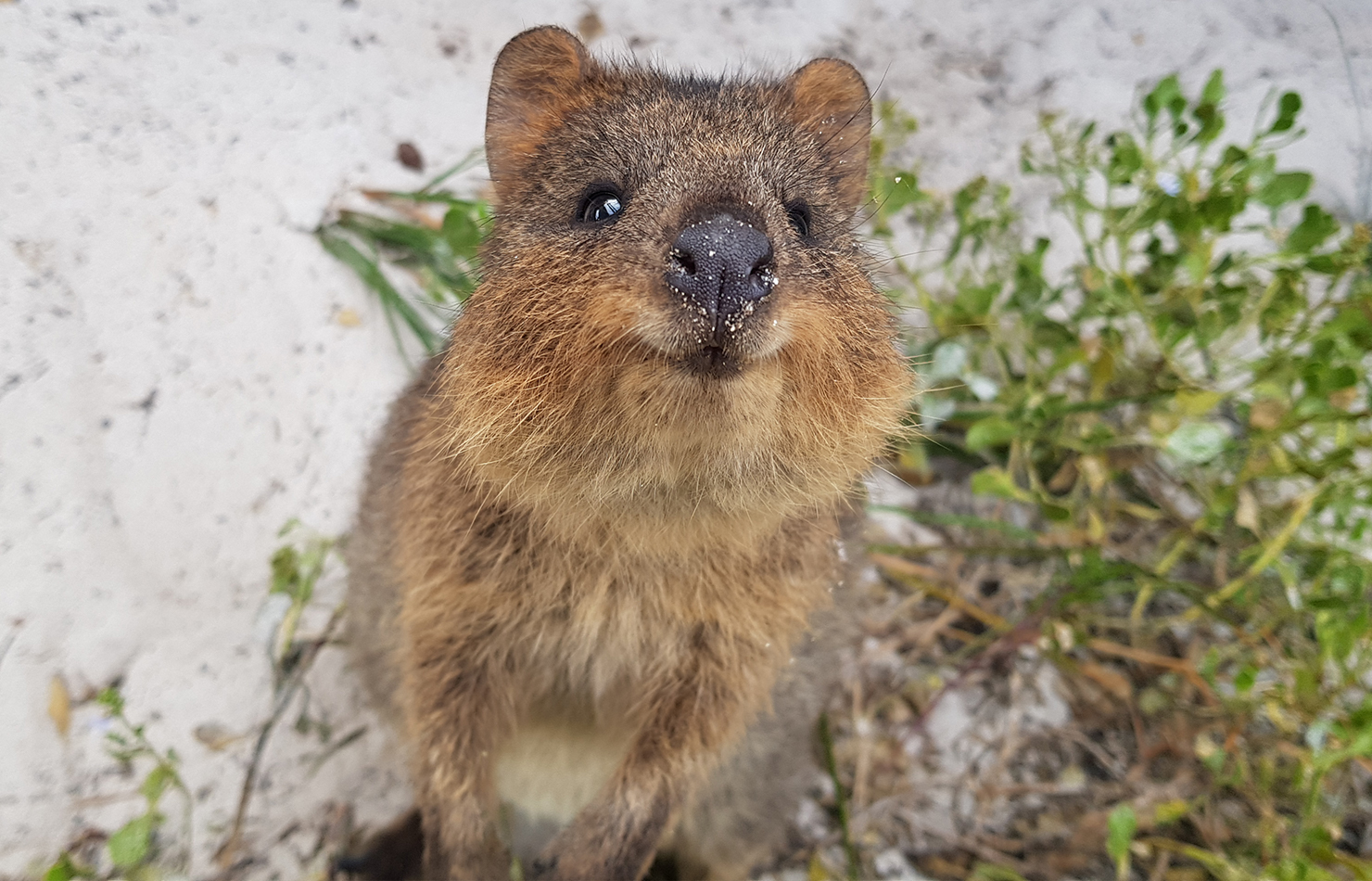 Quokka San Diego Zoo Animals Plants Quokka San Diego Zoo Animals Plants
