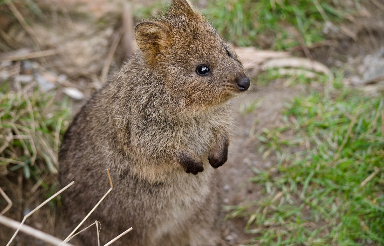 Quokka Habitat