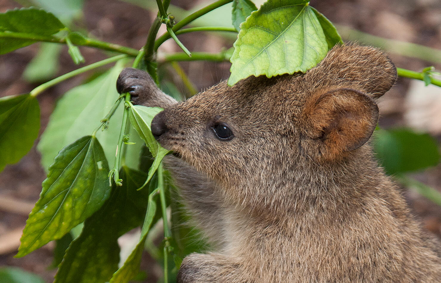 Info - Quokka