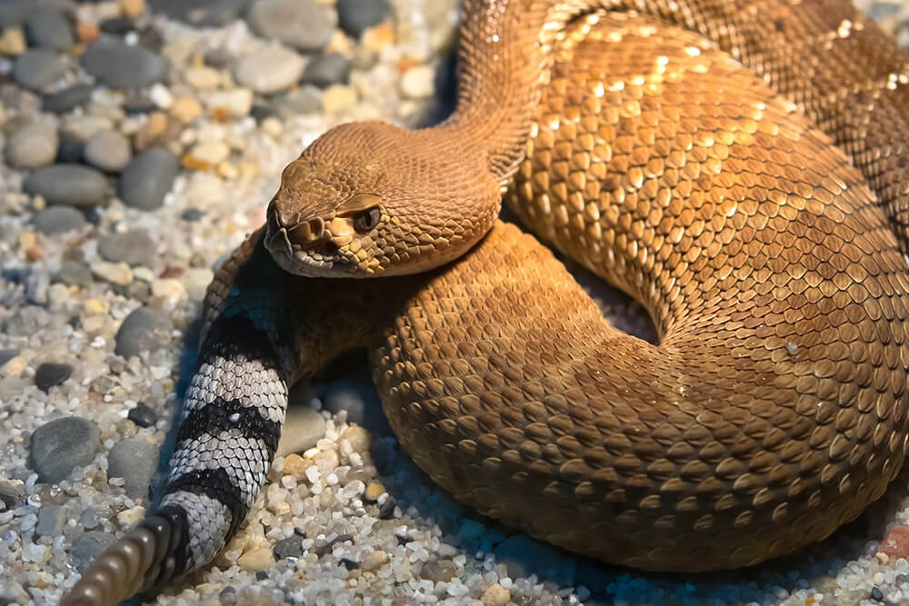 Do Rattlesnakes Live In The Rainforest