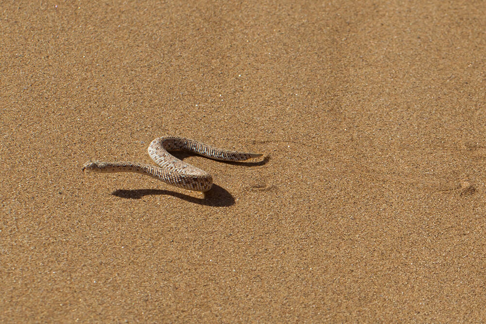Sidewinder rattlesnake
