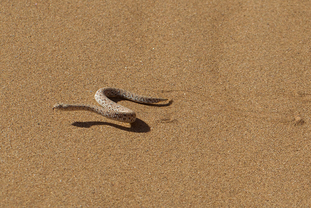 Desert Rattlesnake