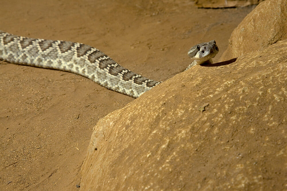 southern pacific rattlesnake with mouth open