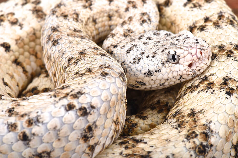 Southwestern speckled rattlesnake