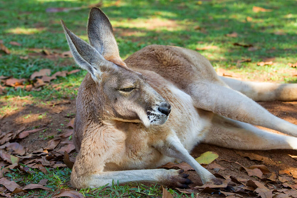 red kangaroo feet