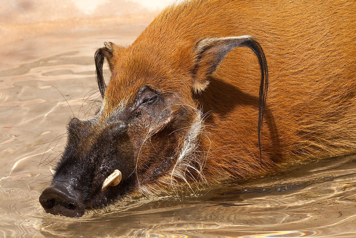 cute wild boar piglets