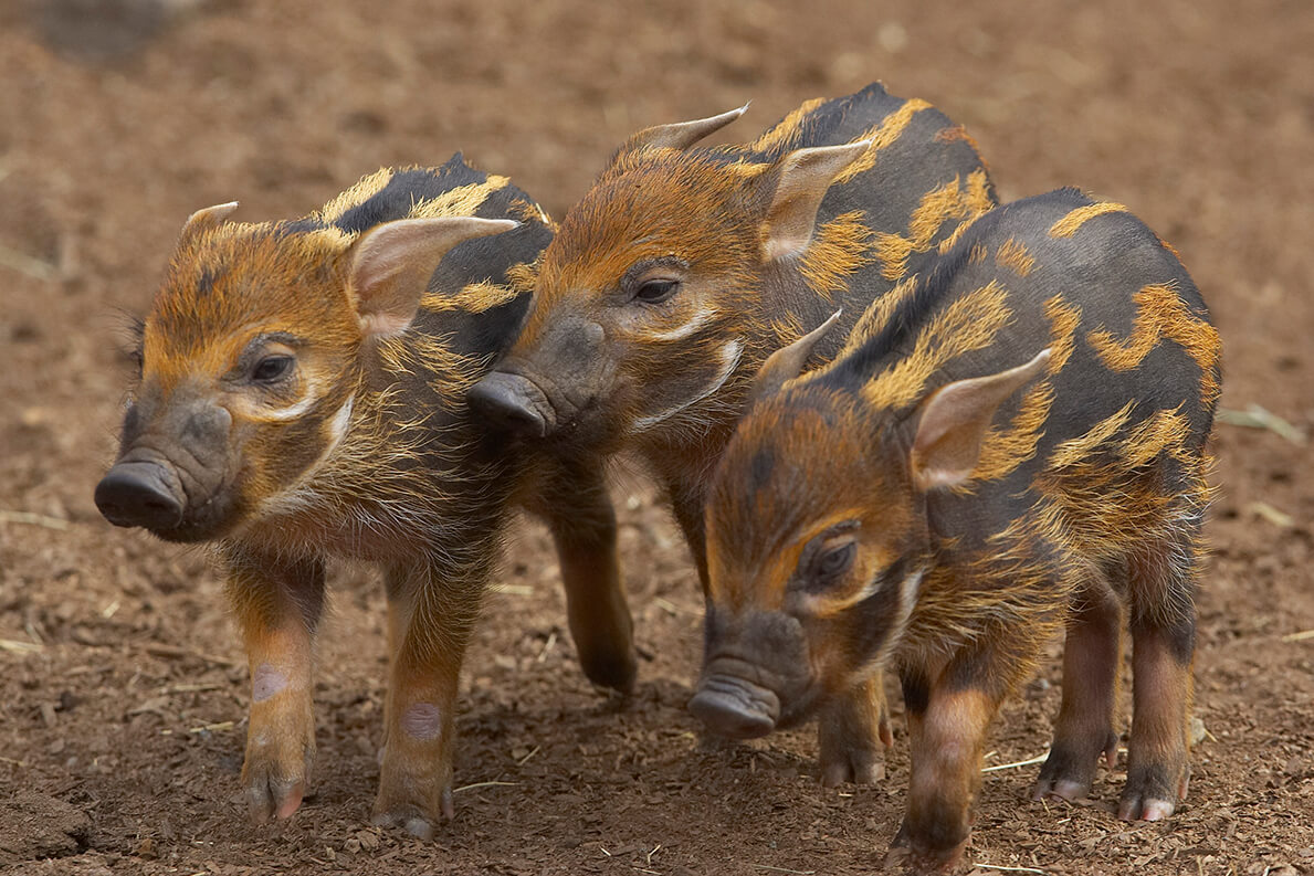 Red river hog piglets