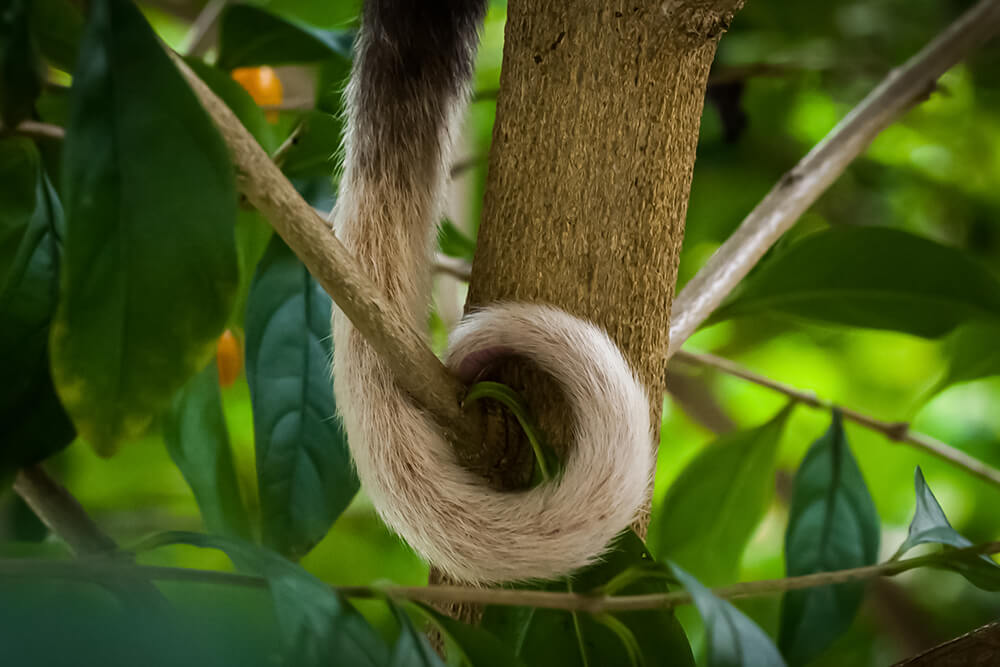 Close up of a Ringtaill's tail