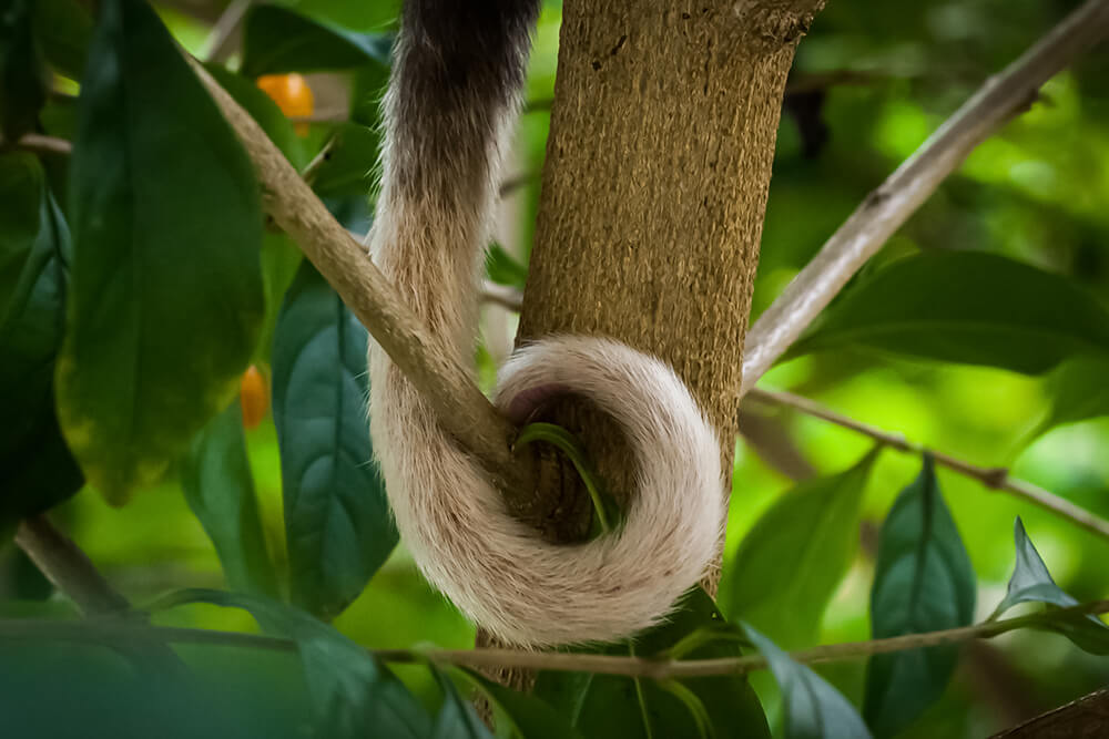 Ring Tailed Possum