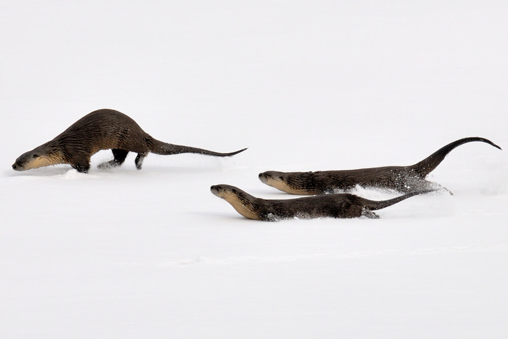 Three river otters sliding across a snow covered field