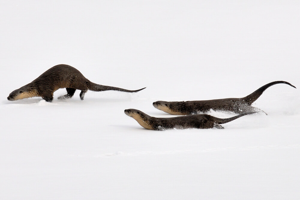 Otter Tails