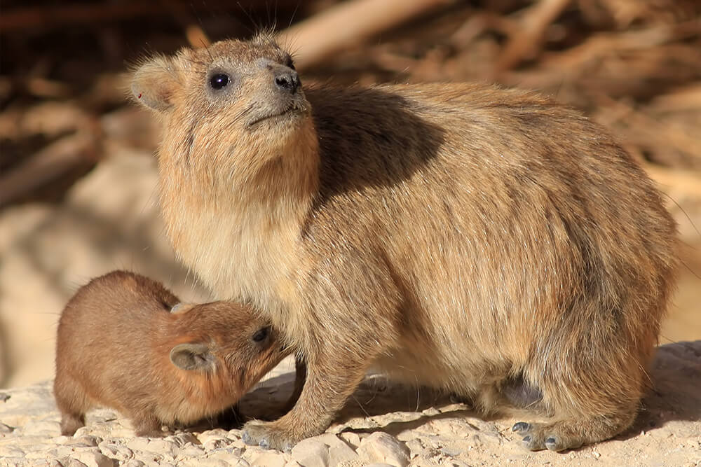 rock hyrax elephant Hyrax rock elephants relative animal tusk related ...