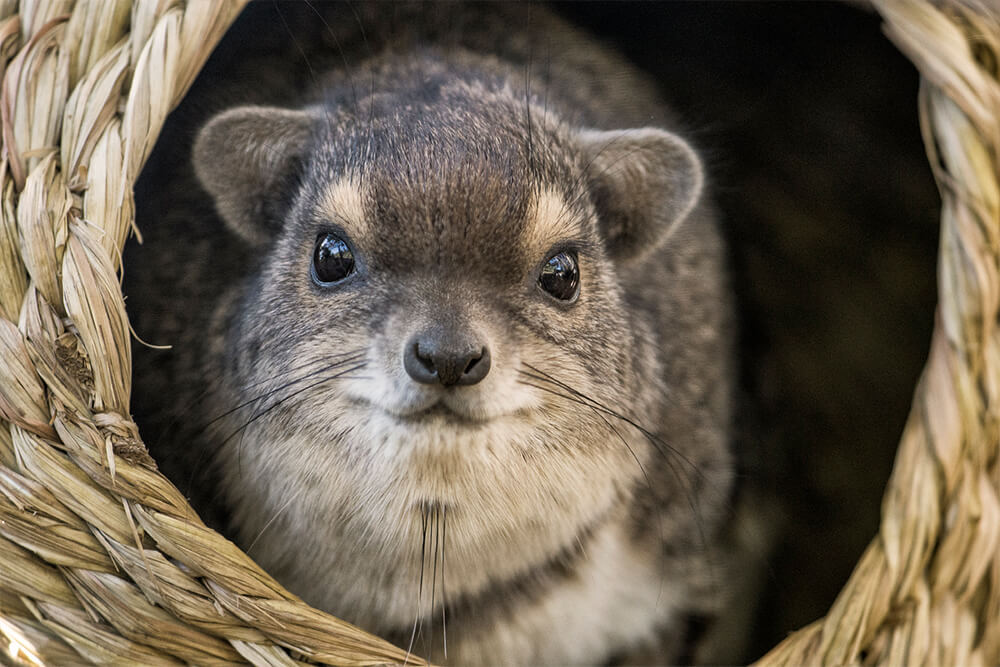 rock hyrax scream Rock hyrax