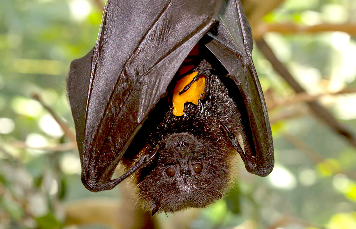 Rodrigues Fruit Bat holding onto a piece of fresh fruit.
