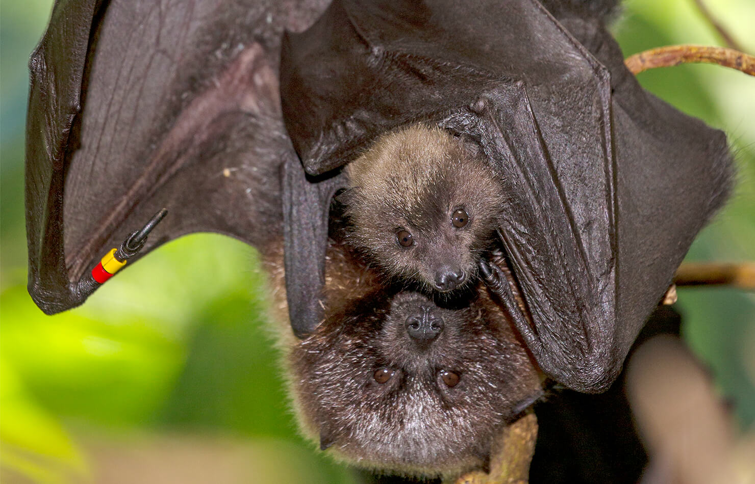 Pipistrello della frutta di Rodrigues con bambino.