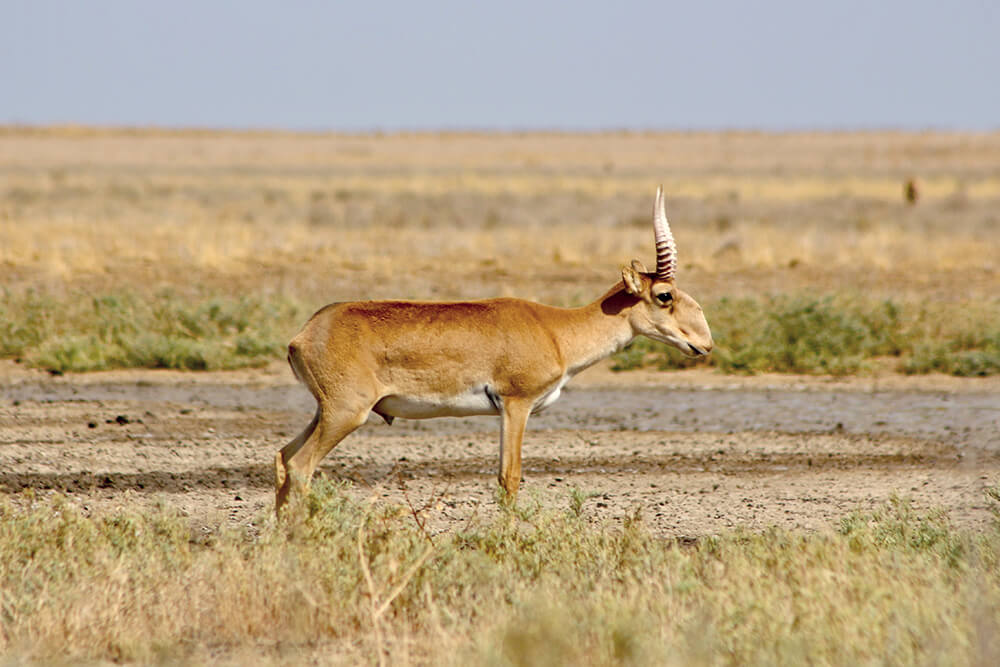 Сайгак зона. Сайга (Сайгак). Сайгак Saiga tatarica. Сайгак в пустыне. Калмыкия степь сайгаки.