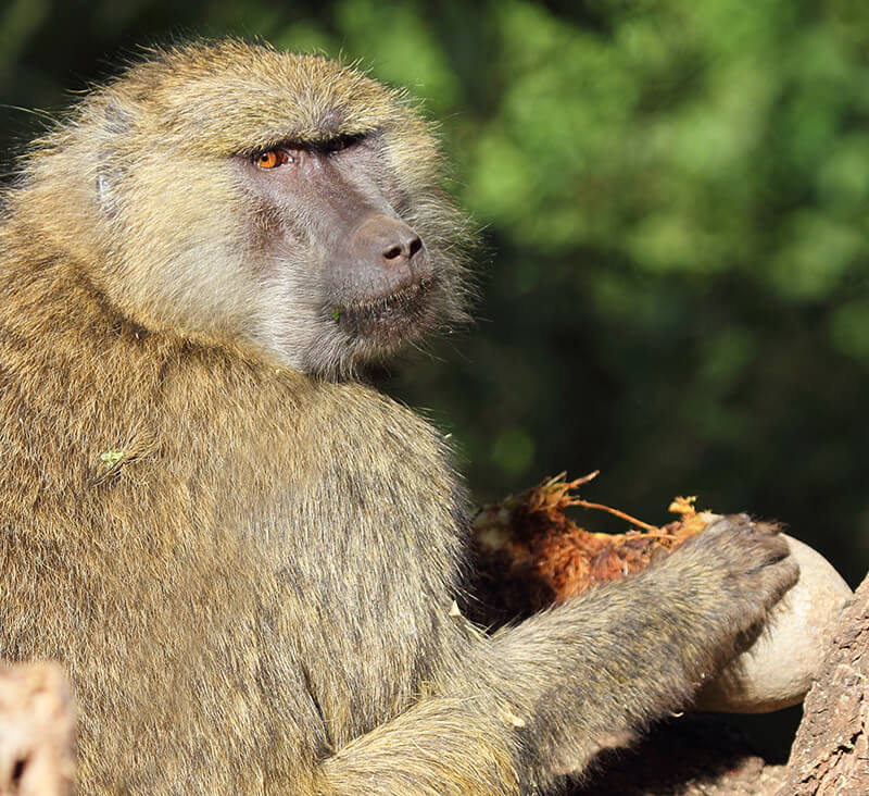 Baboon eet vruchten van worstenboom