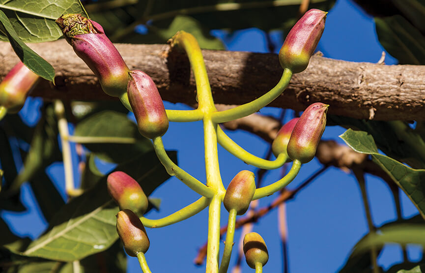 Kigelia africana (commonly known as sausage tree).Multiple parts of the