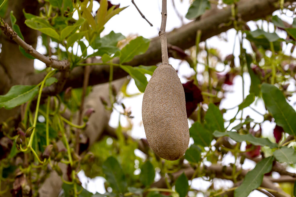 Sausage tree fruit hang from leafy branches
