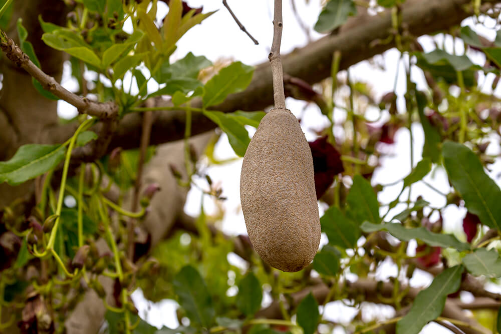 Kigelia africana (commonly known as sausage tree).Multiple parts of the