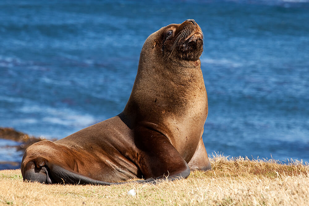 Southern sea lion on brown grass in front of ocean