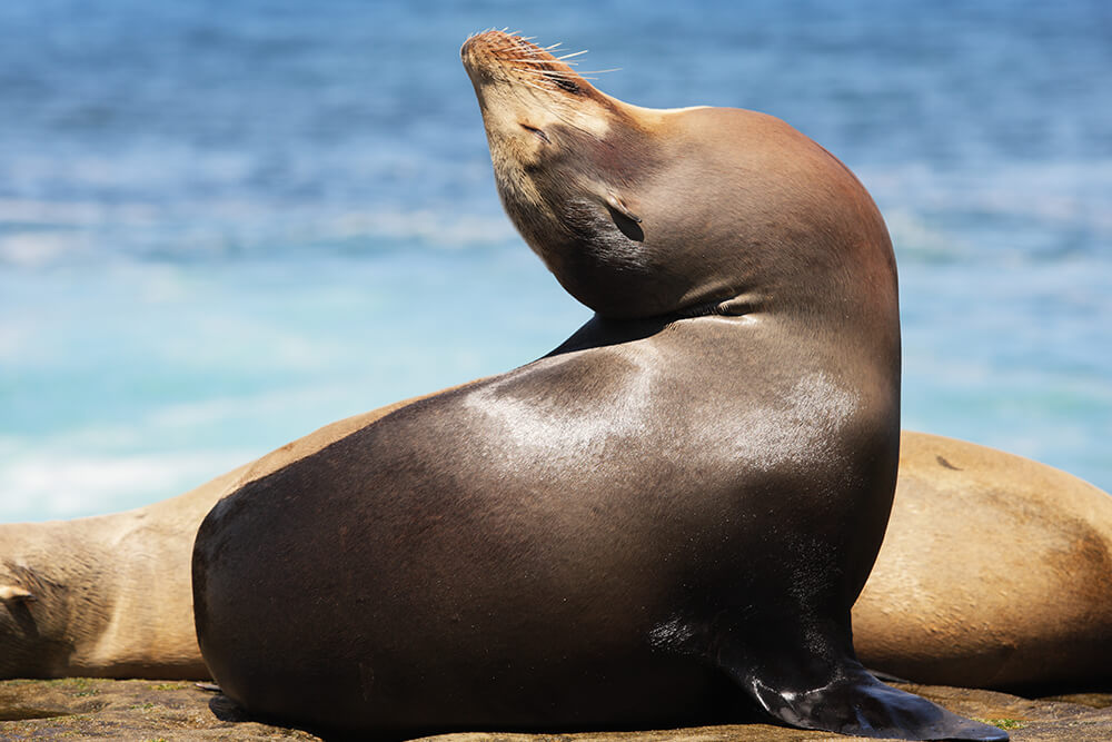 Sea lion bending head backwards, face up to the sun