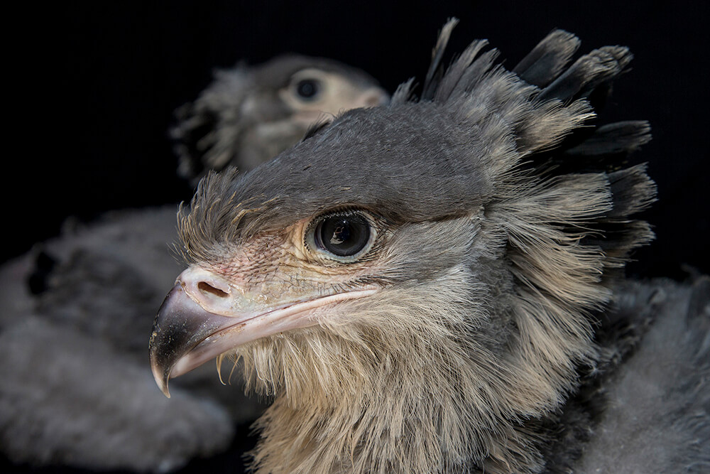 Two secretary bird chicks