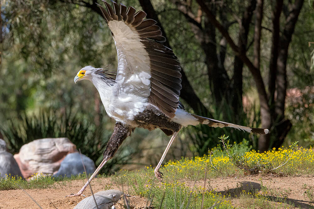 A secretary bird with wings outstretched.