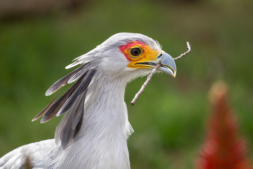 Secretary bird holding a small stick in its beak.