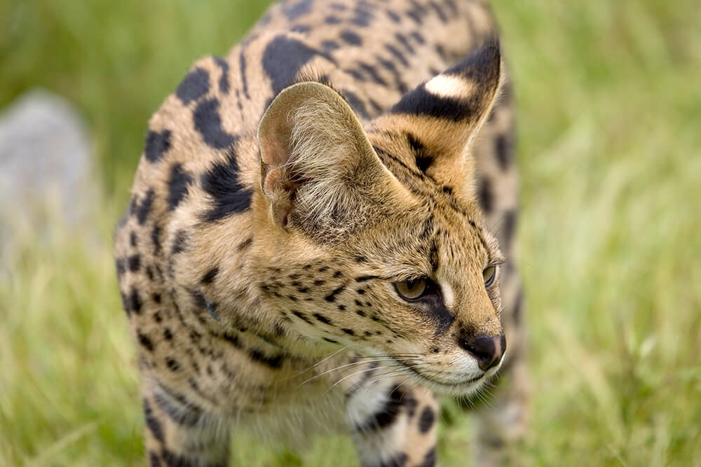 Serval store large cats