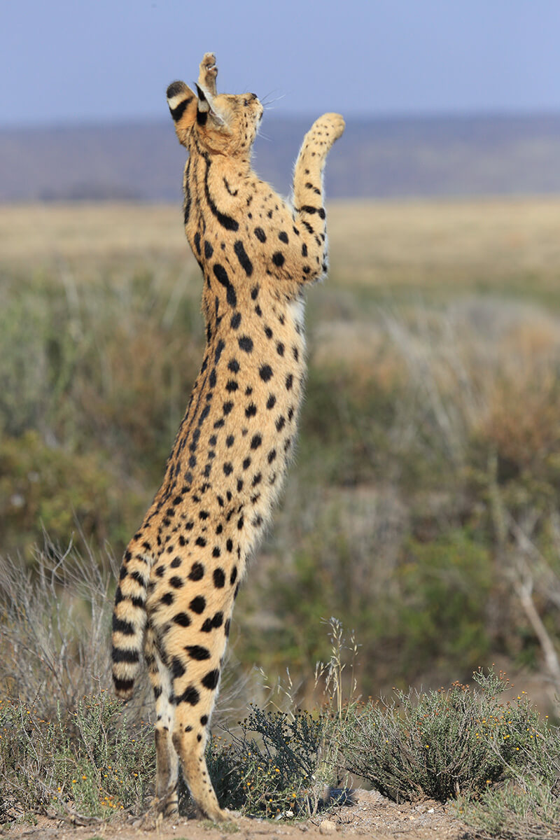 Serval stretching up to the sky